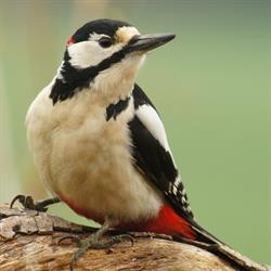 Great Spotted Woodpecker, Buntspecht, Dendrocopos major