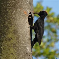Black Woodpecker, Schwarzspecht, Dryocopus martius
