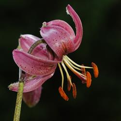 Turk's cap lily, Türkenbundlilie, Lilium martagon