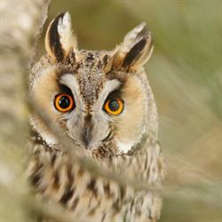 Long-eared Owl, Waldohreule, Asio otus